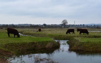 Visiting Belmont Estate