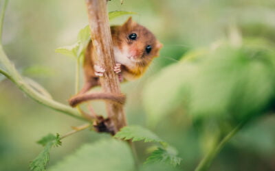 Licenses to Deal with European Protected Species in Development