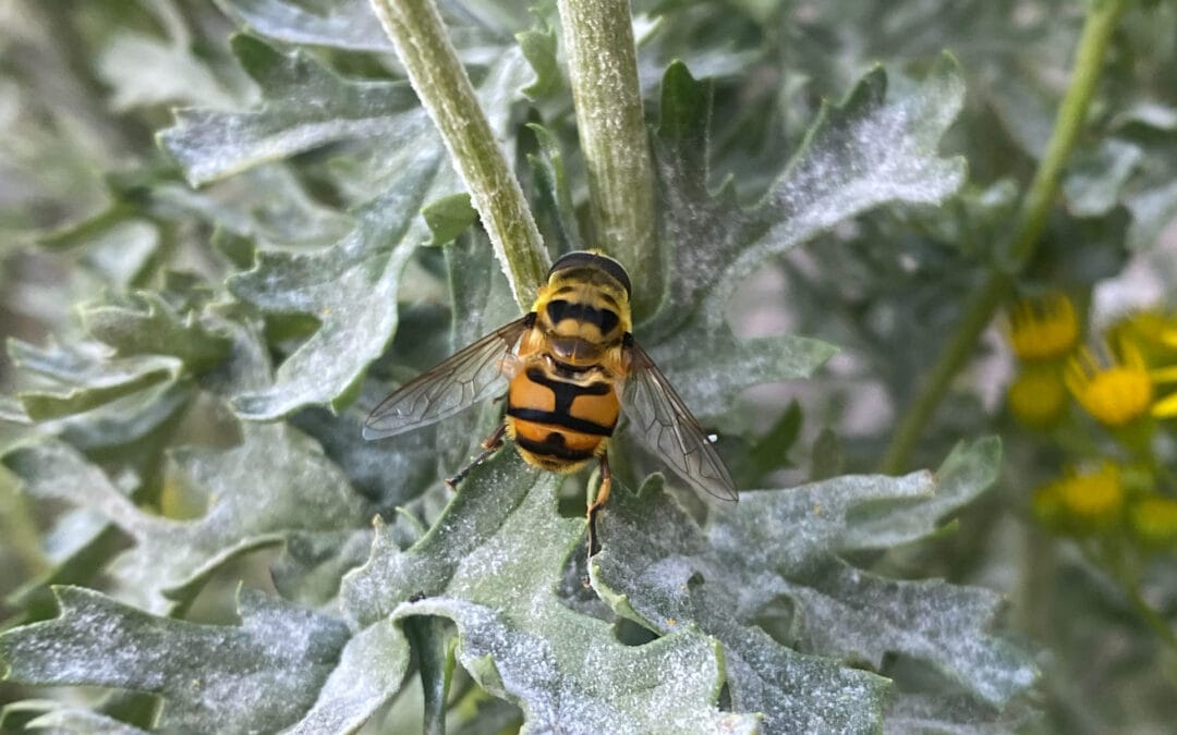 Hoverfly Surveys at the office – Hunting for ‘Rat-Tailed Maggots’