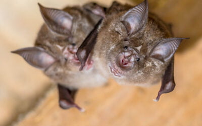 Bats and lighting design