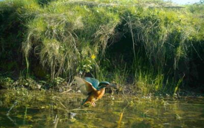 Using remote cameras for wildlife surveys