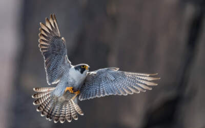 High rise peregrine mitigation at Rampisham Down