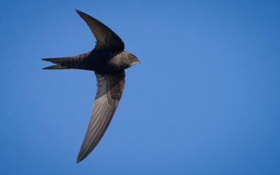 Return of the Swifts