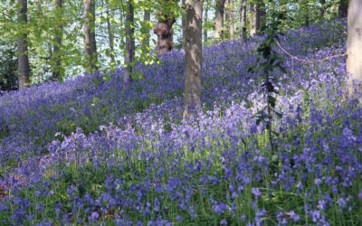 Why Trees? Tree Planting in the UK