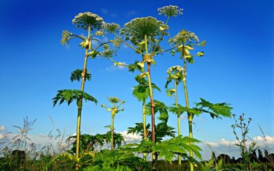 Invasive Species Series: Giant Hogweed