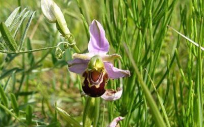Natural England Biodiversity Credits Scheme Pilot: Call for Projects