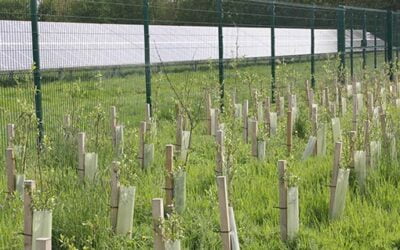 Air Pollution – Hedgerows Can Help