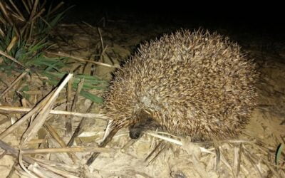 Where have all the hedgehogs gone?