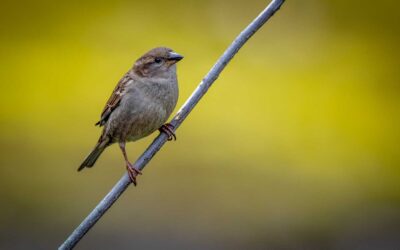 Birds in Bristol: House sparrow