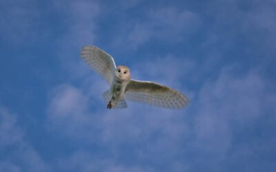 Ecological Monitoring: Another Successful Year for Barn Owls at Avonmouth